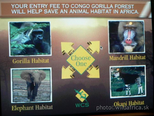 congo edu 06.jpg - This is computer of conservation. You need only to choose one Congo animal.